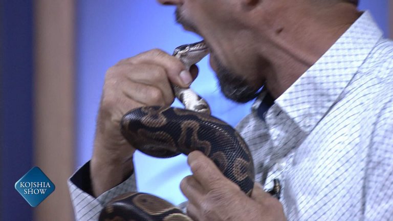 Shqiptari fut gjarprin Piton në gojë. Shikoni çfarë ndodhi