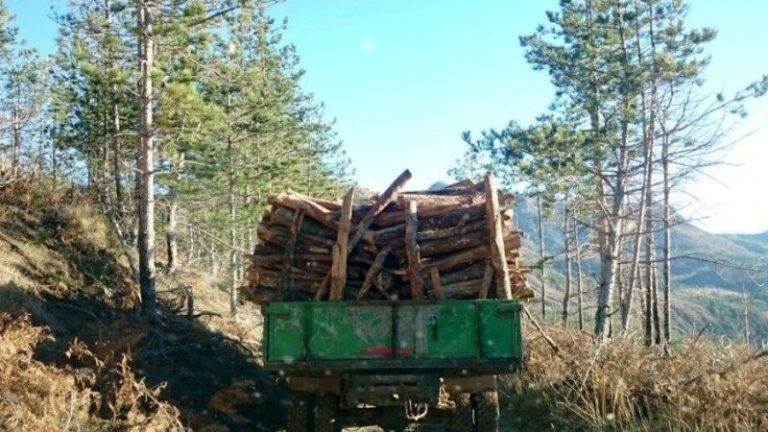 Për gjashtë muaj, ngritën 66 aktakuza për vjedhje të pyjeve