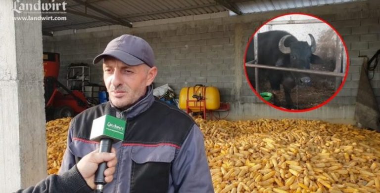 Fermeri kosovar që kultivon 50 krerë buallica, 60 euro 1 kg djath (VIDEO)