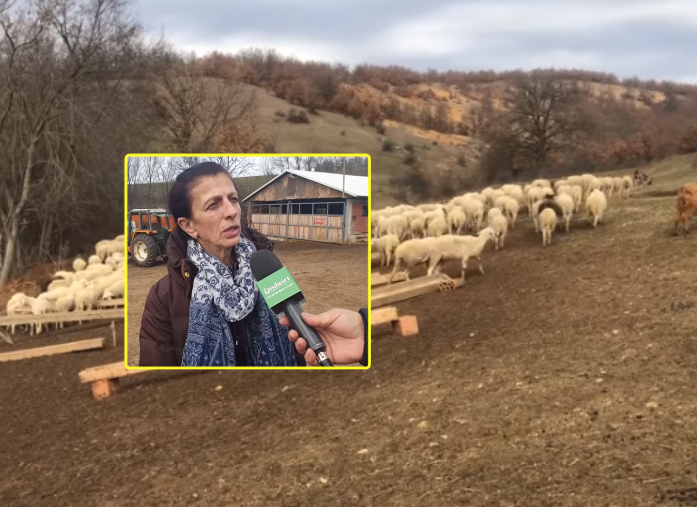 Histori e jashtëzakonshme: Sanije Koprani udhëheqë fermën në Gjilan me 450 krere dele e 120 krerë viça