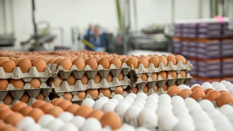 “Fluturojnë” çmimet e prodhimeve bujqësore, vezët, mishi