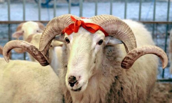 BIK’u tregon çmimin e Kurbanit për këtë Bajram