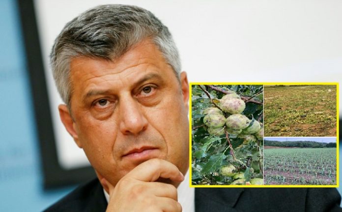 Thaçi: E dhimbshme të shohësh sa është dëmtuar puna e bujqve tanë