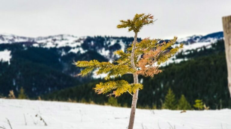 Dimri vie herët në Kosovë, bie bora e parë në këto male
