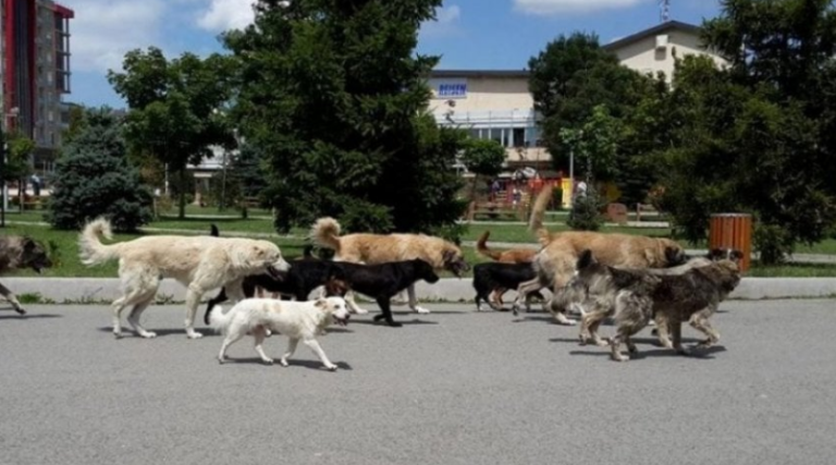 Asociacioni i Komunave me deklaratë rreth problemi me qentë endacak, kërkon nga AVUK të merret seriozisht me këtë problem