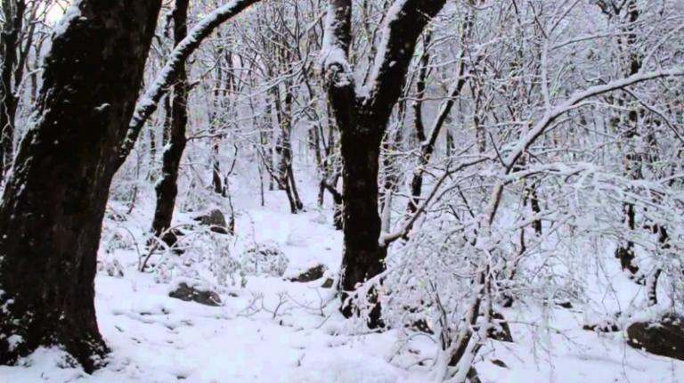 Në këto zona sonte pritet të bjerë borë