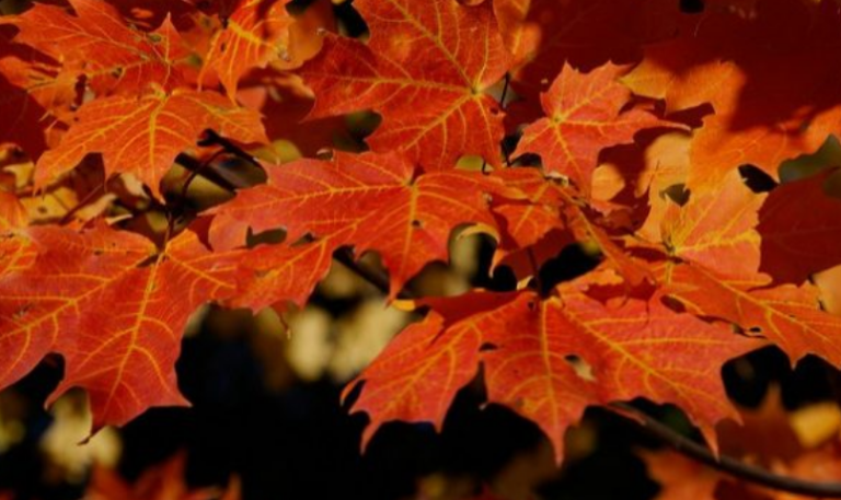 Parashikimi i motit për fundjavë