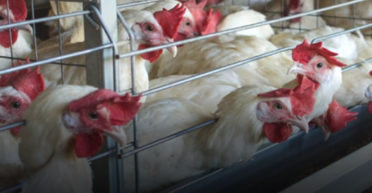 Konfirmohen rastet e para të gripit të shpendëve H5N8 tek njerëzit