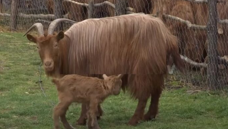 E rrallë, ndodhë në Kosovë: Qeni shpëton edhin e braktisur nga e ëma