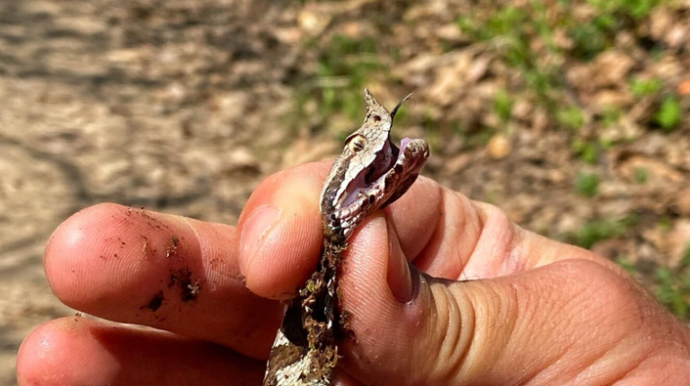 “Nëpërka me bri”: Gjarpri më i rrezikshëm i Evropës shfaqet në Kosovë