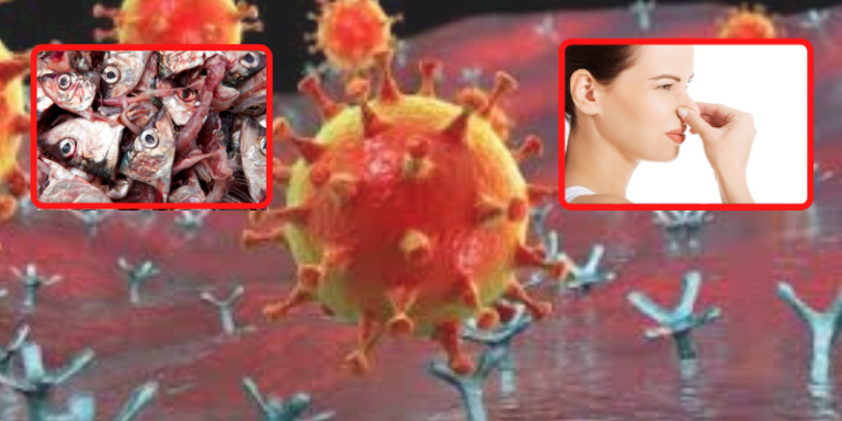 Shfaqet edhe në Kosovë virusi që shkatërron shijen