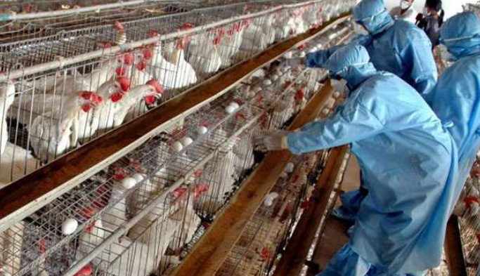Gripi i shpezëve në Kosovë, AUV ka një njoftim të rëndësishëm për fermerët