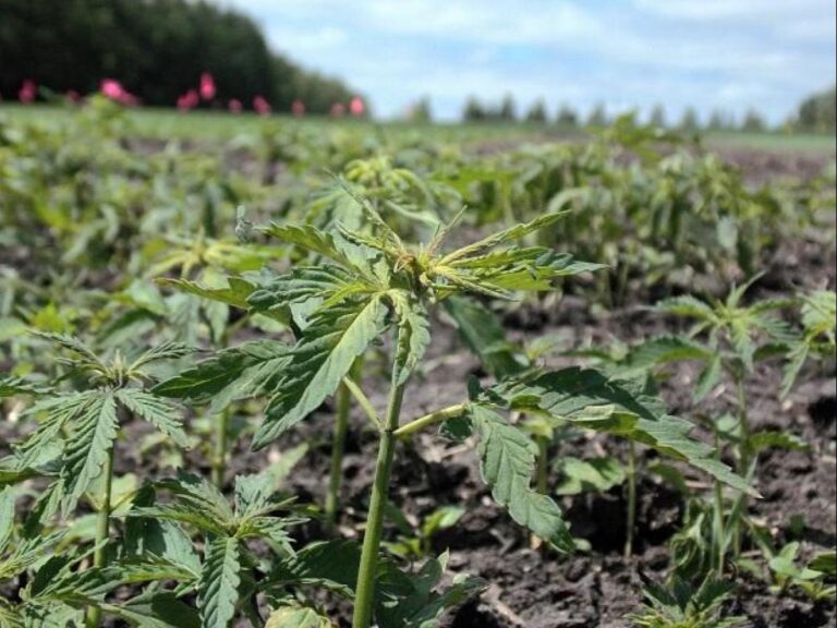 Vushtrri/ Gjen arën e tij të mbjellë me kanabis, lajmëron policinë