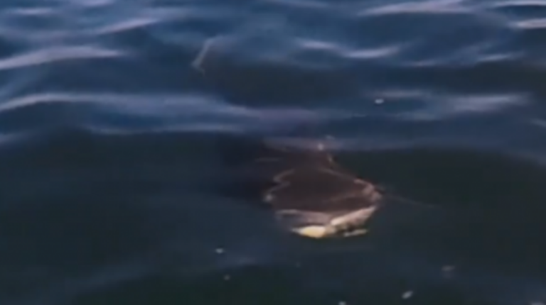 E frikshme: Surfisti publikon pamje duke e ndjekur peshkaqeni