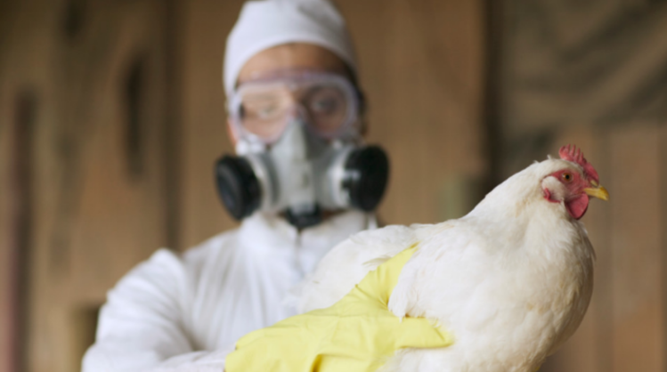 Si përhapet gripi i shpezëve të njeriu?