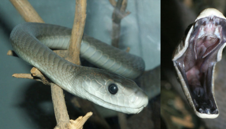 QKUK furnizohet me serum kundër kafshimit të gjarprit