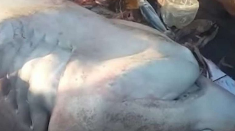 Kapet peshkaqeni ‘përbindësh’ në Durrës, i gjatë 6.5 metra – ja sa kilogramë peshon