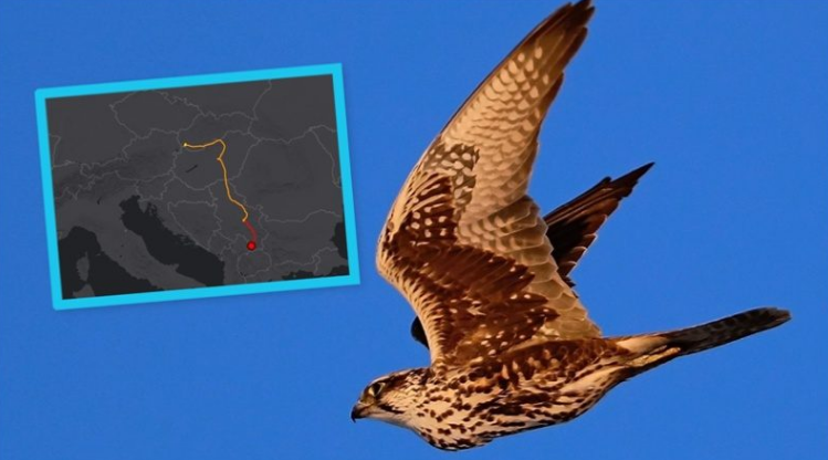 I vendosin GPS për t’ia parë lëvizjet, skifteri i famshëm përfundon në Kosovë