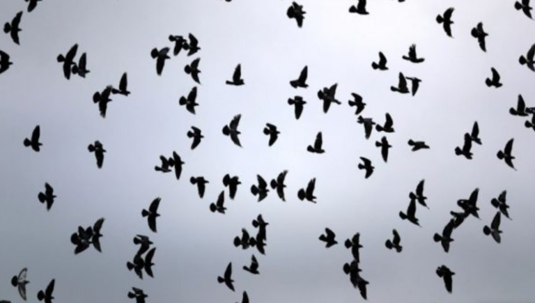 Epidemia misterioze po zhduk zogjtë në SHBA/ Mund të përhapet dhe te njerëzit