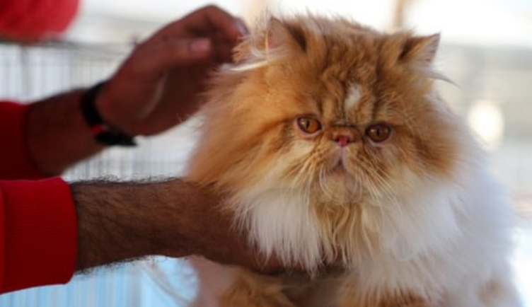 Transmetimi i Covid-19 te kafshët: Nëse jeni infektuar shmangni kontaktin me macet dhe qentë