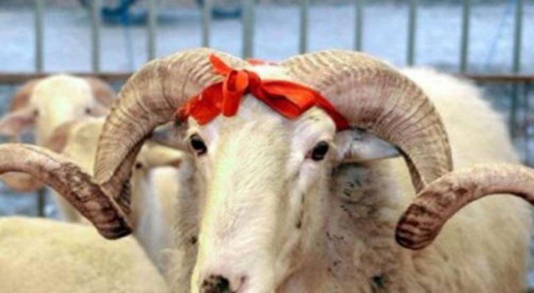 Kurbani sivjet 120 euro, interesim i madh