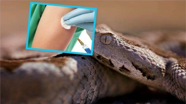 Skandaloze: Qytetari kafshohet nga gjarpri, krejt Kosova s’ka serum anti-helmit