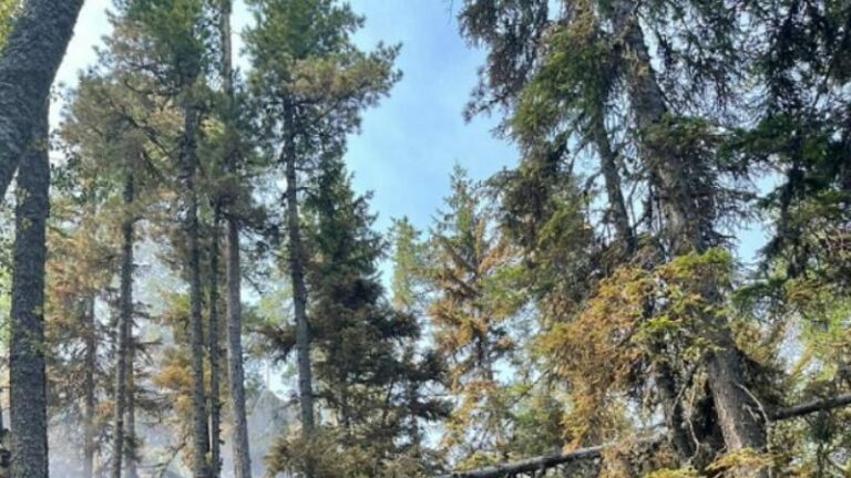 Zjarri kaplon një pjesë të malit të Rugovës