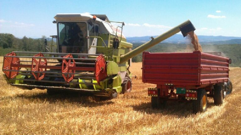 Bujku rrah shoferin e kombajnës që nuk ia korri grurin