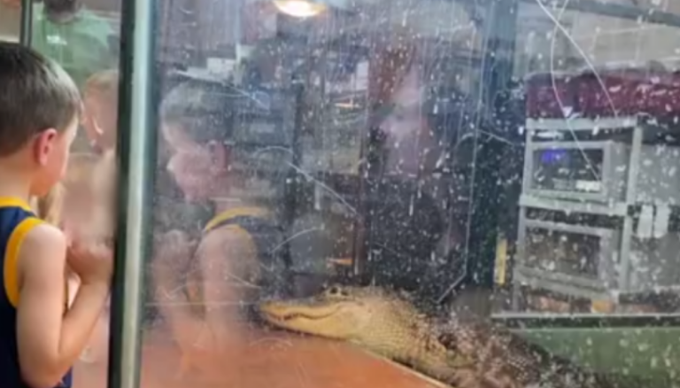 Momenti kur aligatori kapë dhe futë në ujë punëtoren e kopshtit zoologjik në sy të fëmijëve