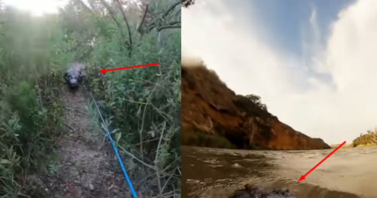 6 sulme nga krokodilët që nuk do të donit t’i shihni