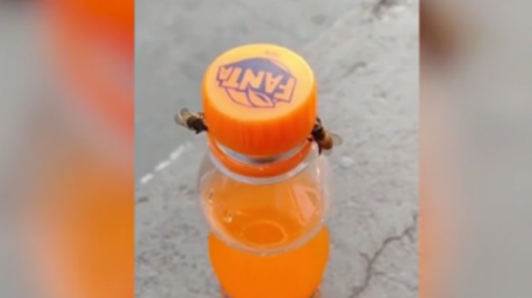 Dy bletë bashkojnë forcat për ta larguar kapakun e shishes