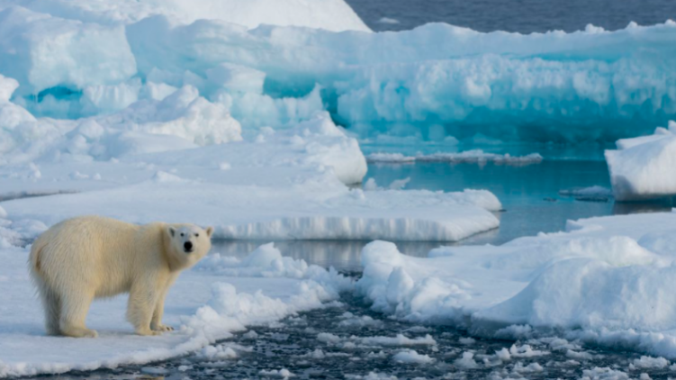 E frikshme: 22 gigaton akull shkrihen brenda një dite në Arktik