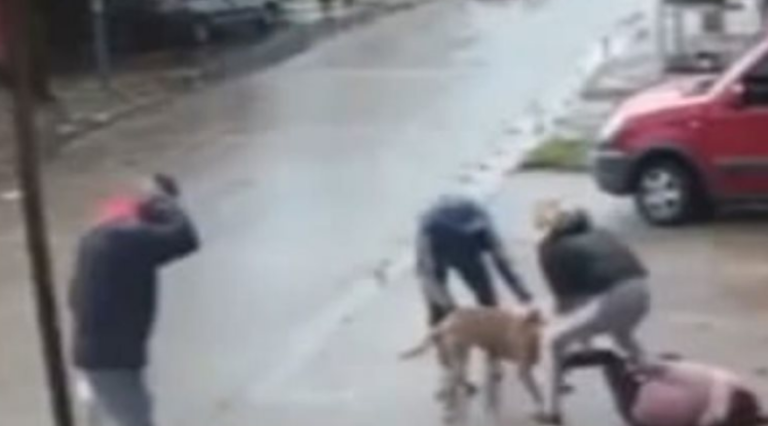 Një person kafshohet në këmbë nga qeni “pitbull”, pronari i qenit dënohet me 500 euro gjobë