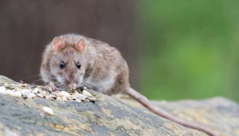 Ethet e minjve: Çfarë duhet të dini për këtë sëmundje