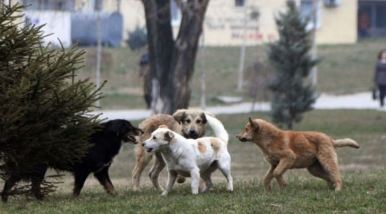 Gruaja nga Mitrovica sulmohet nga qentë endacakë, operimi i pashmangshëm