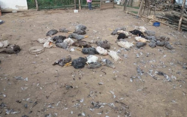 Qentë endacakë ia mbysin 50 pula fermerit nga Vushtrria