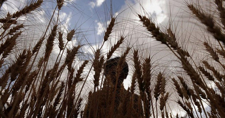 Rritja e çmimit të grurit, kryetari i mullisëve Muhamet Ferizi tregon nëse do të këtë krizë në Kosovë