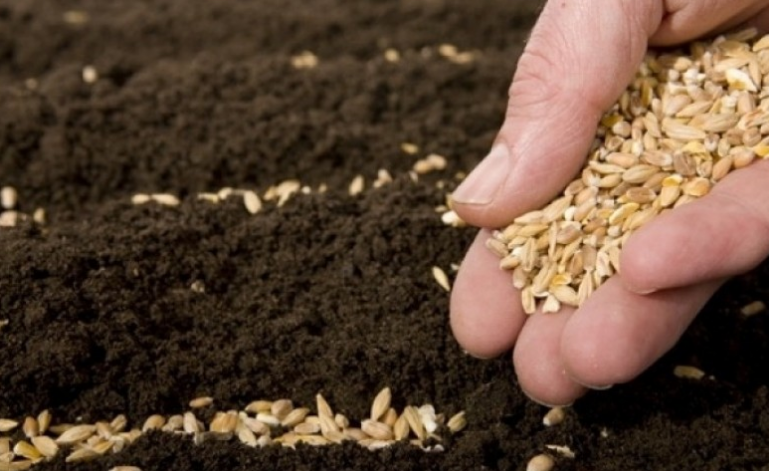 Shtetit iu avulluan 2.5 tonë grurë nga rezervat, Ministria e Tregtisë thotë se kompania do të kthejë paratë