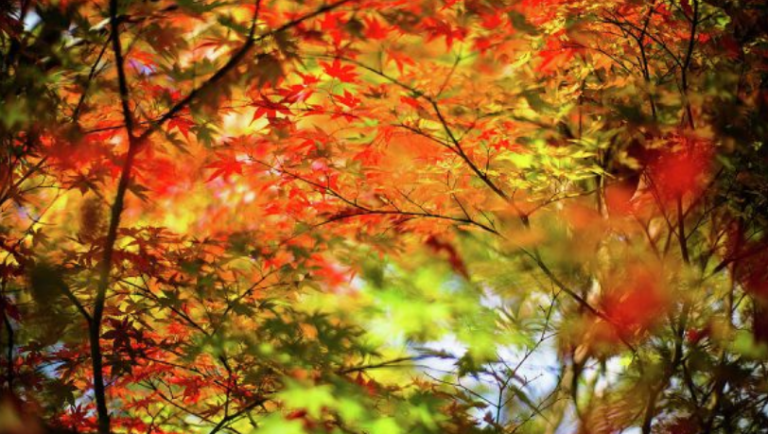 Parashikimi i motit për këtë të martë