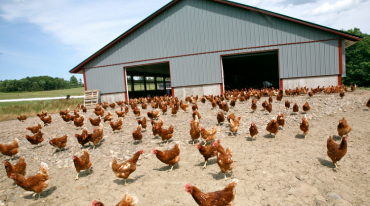Agjencia e Ushqimit dhe Veterinarisë merr masa pas shfaqjes së gripit të shpezëve në Kosovë