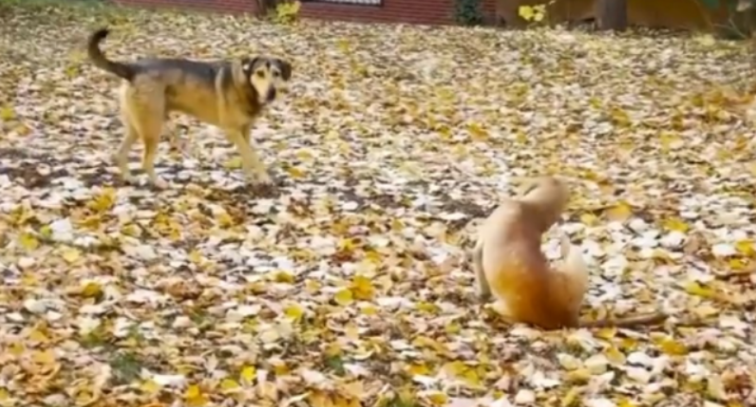 Qentë endacakë i vërsulen aktorit të njohur kosovar