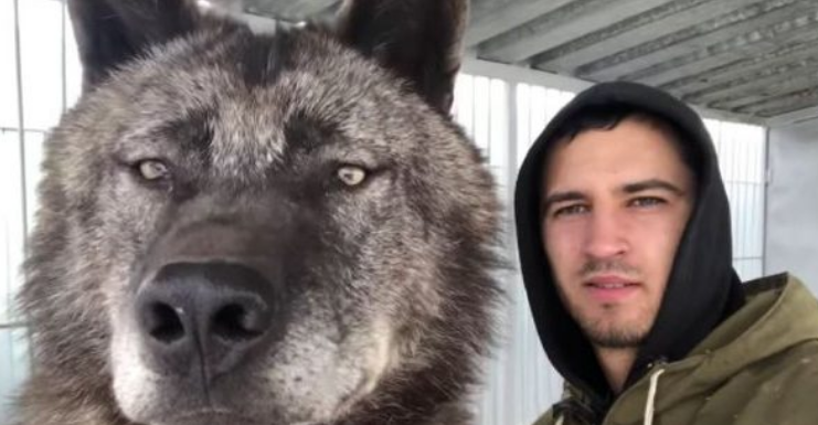 Njihuni me ujkun më të madh në botë, arrin deri në 2 metra gjatësi