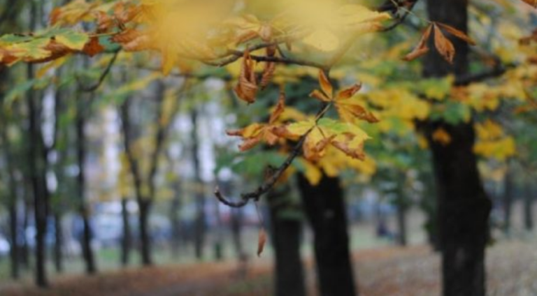 Parashikimi i motit për nesër