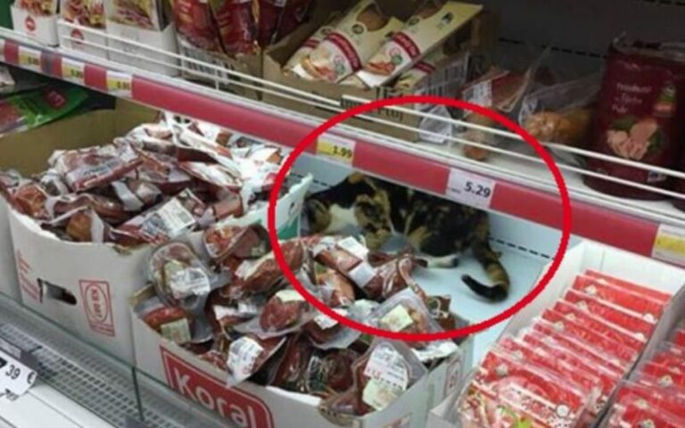 Macja futet në Viva Fresh, “shijon” llojet e mishit në friza