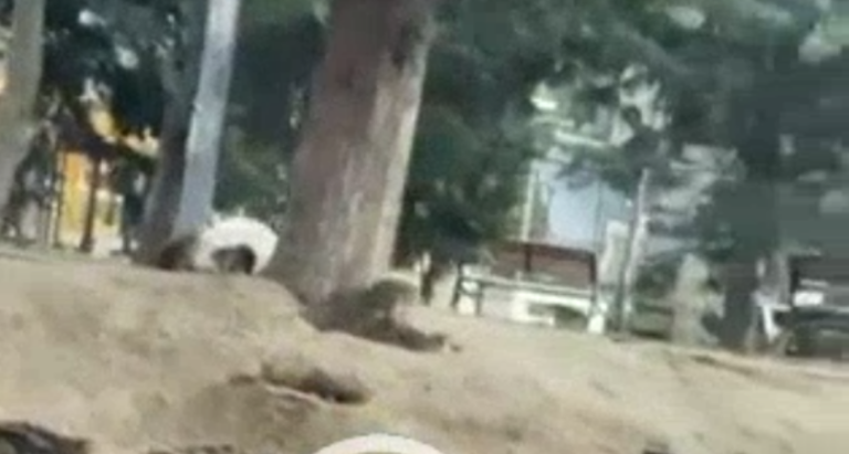 E tmerrshme: Pacovët “pushojnë” sheshin e Mitrovicës (VIDEO)