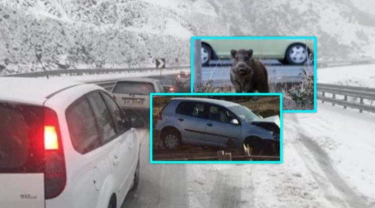 Vetura aksidentohet me derra të eger në autostradën Prizren- Prishtinë