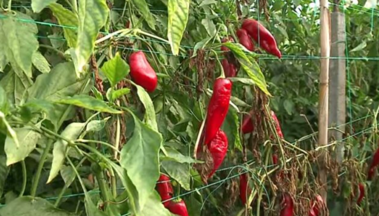 Serbia bllokon prodhimet e Shqipërisë, mbi tre tonë speca do të groposen