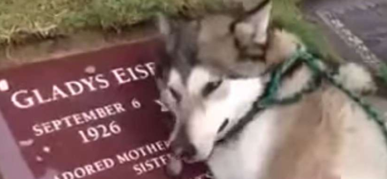 Si të ishte njeri: Qeni qan me zë kur e dërgojnë tek varri i pronarit të tij