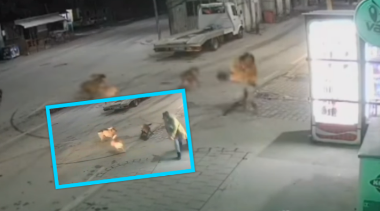 E tmerrshme, shikoni se si një vajzë sulmohet nga qentë në Ferizaj