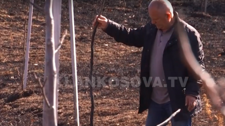 Po pjekte fli, gruaja ia djeg Rexhep Imerit 300 trupa të arrës